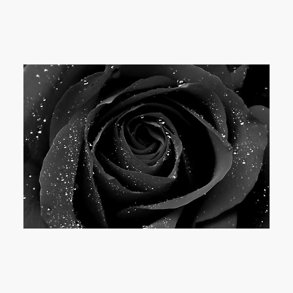 Flowers Black Rose Photographic Print