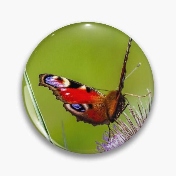 Item preview, A gorgeous Peacock butterfly sunning itself. designed and sold by Gary Osborne.