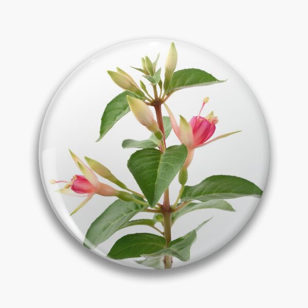 Aperçu de l'œuvre  Fuchsia 'Princess Charlotte' créée et vendue par Chris Burrows.