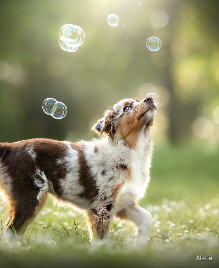 bubbles puppy photoshoot idea