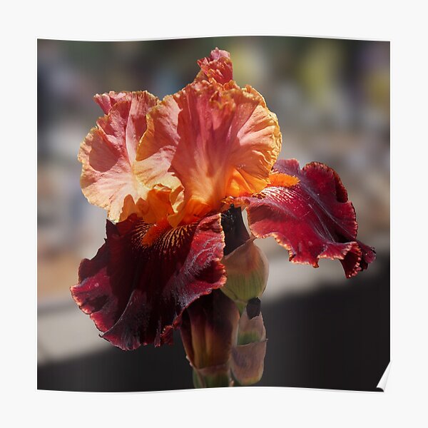 The Dramatic Colors of a Burgundy and Peach Iris Poster