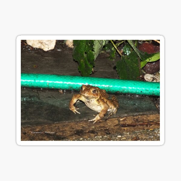 Fighting Toad Sticker