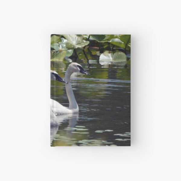 Swimming Swans Hardcover Journal