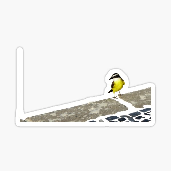 Pitangus sulphuratus - Great kiskadee Sticker