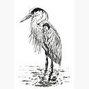 Great Blue Heron Pen Illustration Art Board Print By Stuffbysyd Redbubble