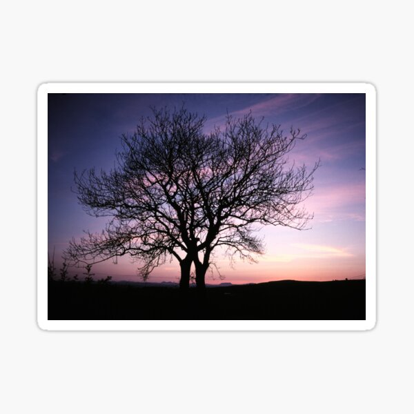 Two Trees embracing Sticker
