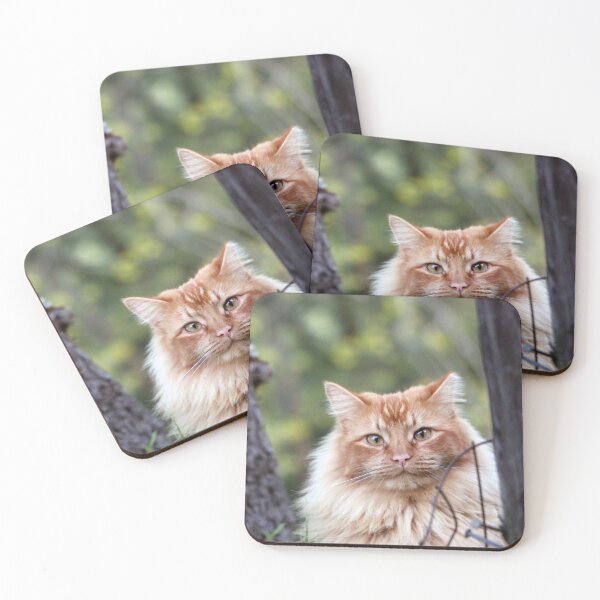 Item preview, Feral Fluff designed and sold by Photos by Michael J. Mesmer.