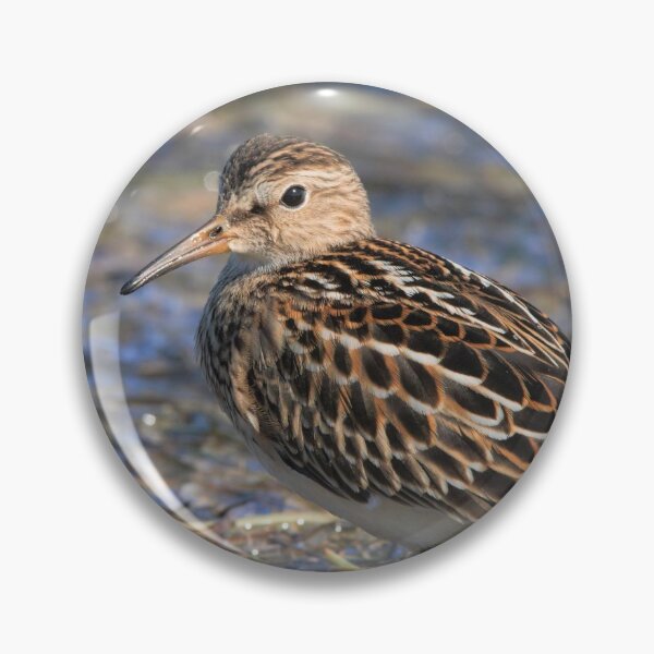 Item preview, Party with Pectoral Sandpipers designed and sold by walkswithnature.