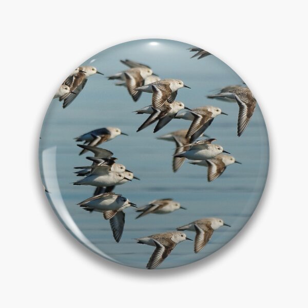 Item preview, Winter Flight of Sanderlings Sandpipers at the Beach designed and sold by walkswithnature.