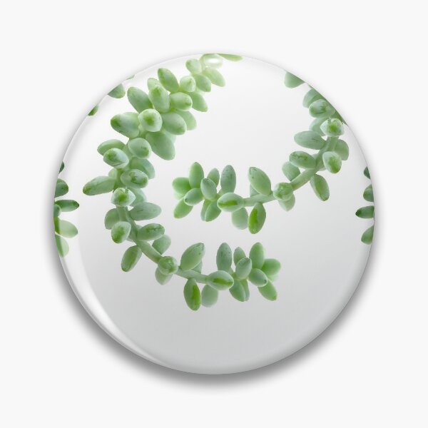 Item preview, Hanging Succulents - Burro's Tail Succulents - Green House Plants designed and sold by TurningMoss.