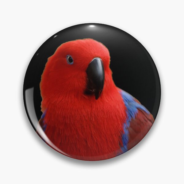 Item preview, Beautiful Lady in Red Eclectus Parrot designed and sold by walkswithnature.