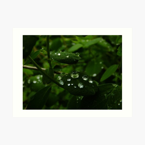 Between April Showers Art Print
