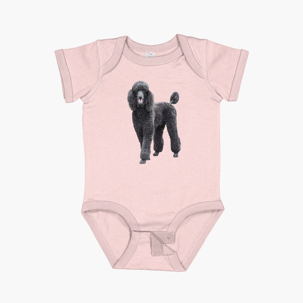 Poodle Standard Black Cute elegant puppy dog