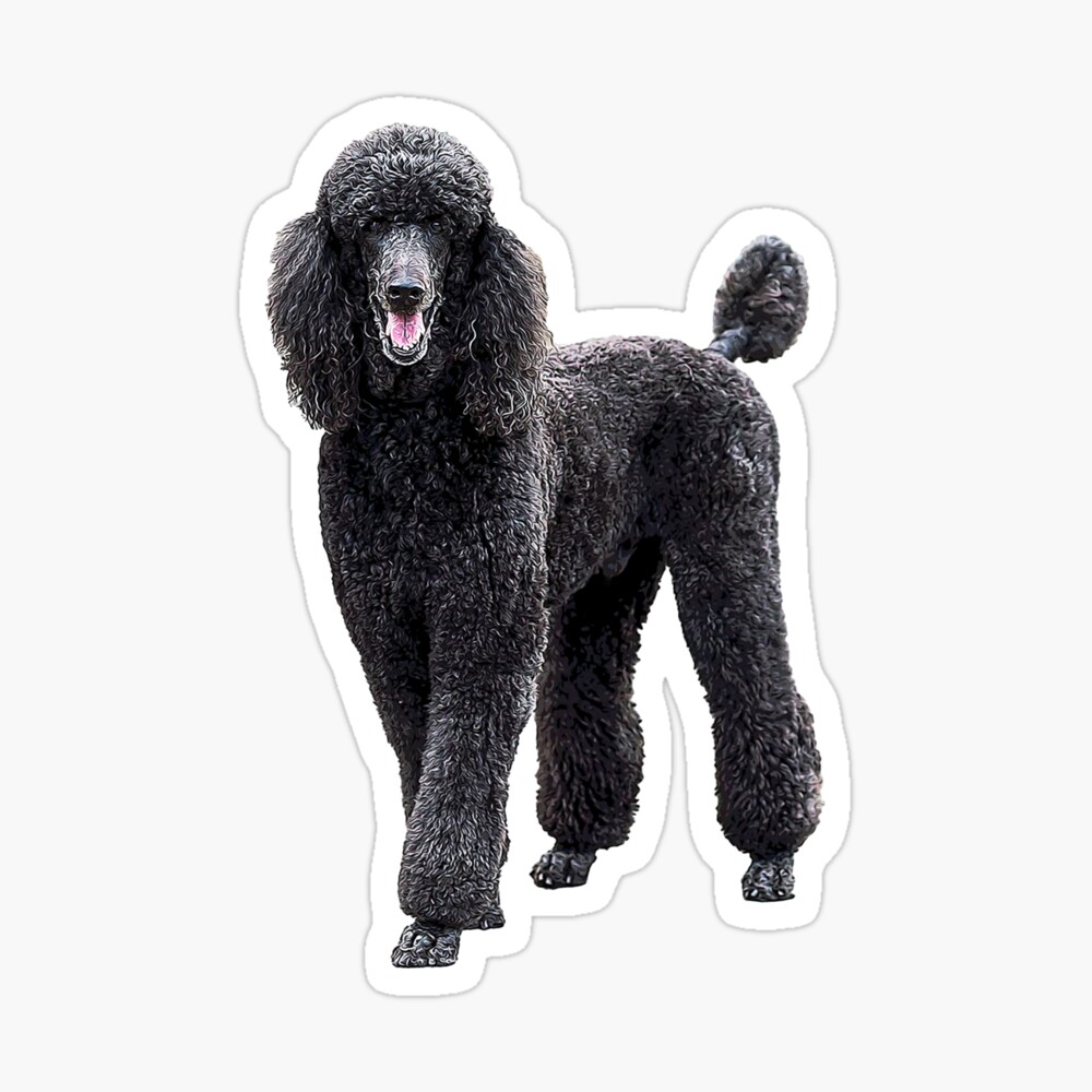 Poodle Standard Black Cute Elegant Puppy Dog Poster By Elegantcat Redbubble