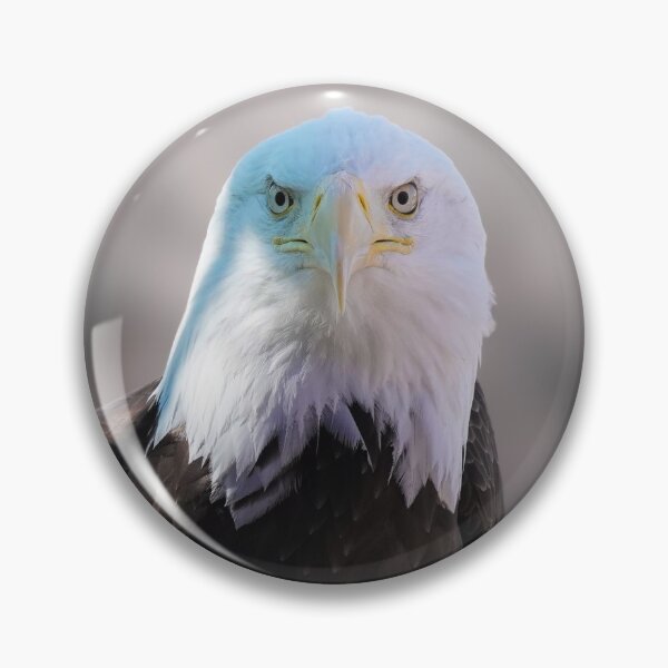 Item preview, A Bald Eagle Poses for the Camera designed and sold by MomentofPercep.