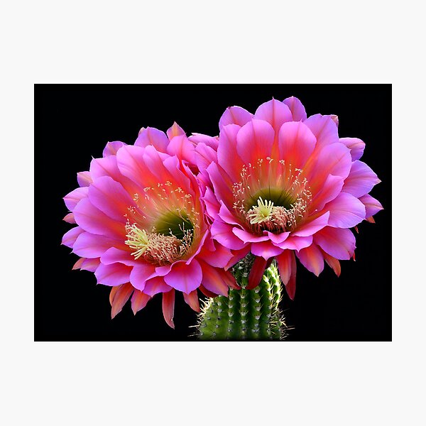 Item preview, Trichocereus Hybrid - The Flying Saucer  designed and sold by Saija  Lehtonen.
