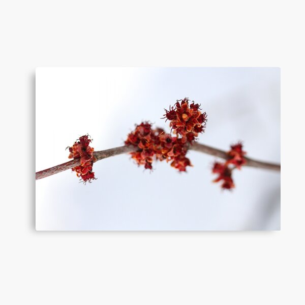 Item preview, Maple Tree Buds 2 designed and sold by FructifyDesign.