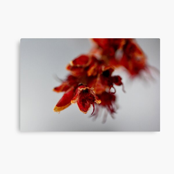 Item preview, Maple tree Buds 1 designed and sold by FructifyDesign.