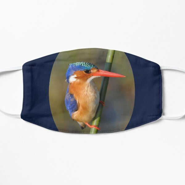 Malachite Kingfisher on reed Mask