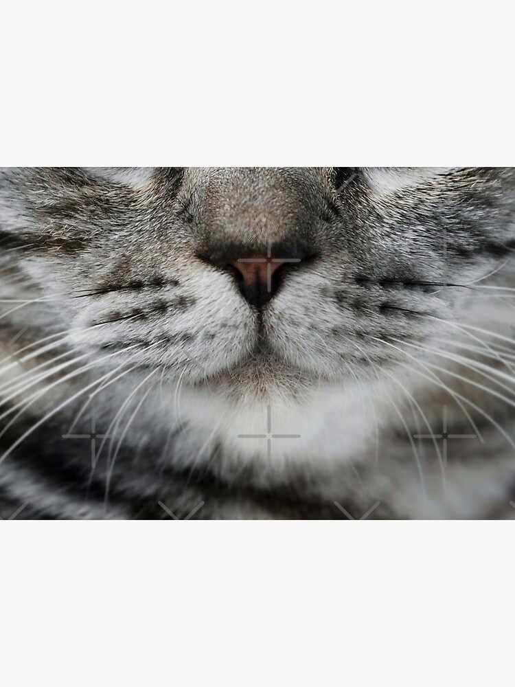 Tabby Cat Nose - Cute by likethestream