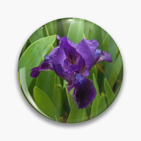 Item preview, Vibrant Purple Iris designed and sold by indigorayz.