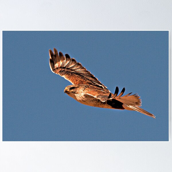 Ferruginous Hawk Poster