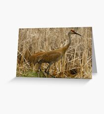 Sandhills on the Refuge Greeting Card