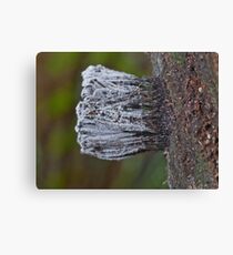 Mould on Mould Canvas Print