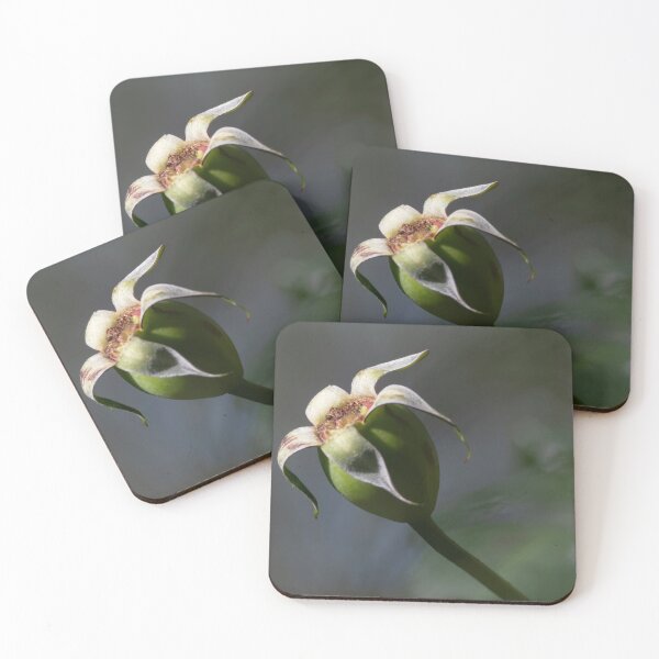Item preview, Rose Hip designed and sold by David  Hibberd.