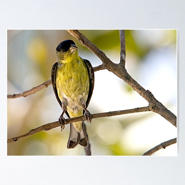 Item preview, Female Lesser Goldfinch designed and sold by Michael Moss Photography.