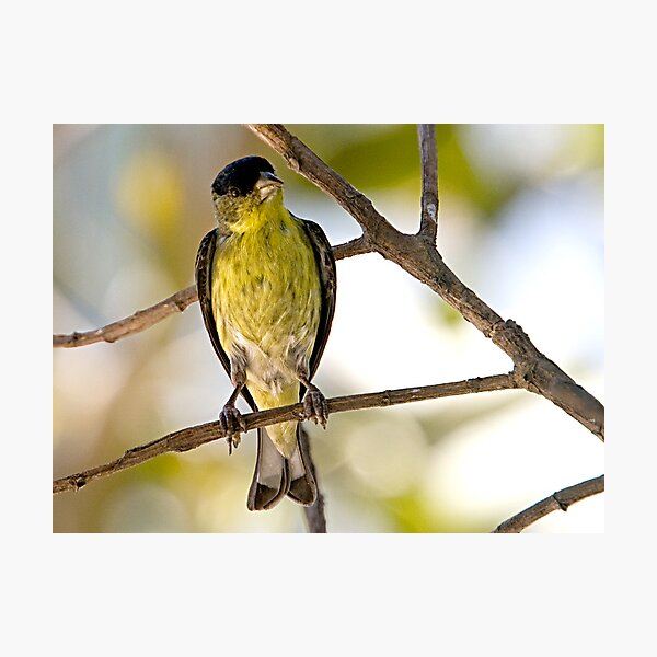Artikelvorschau, Female Lesser Goldfinch entworfen und verkauft von Michael Moss Photography.
