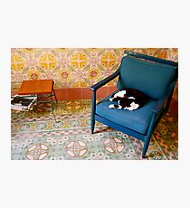 Sleeping Cat Photographic Print