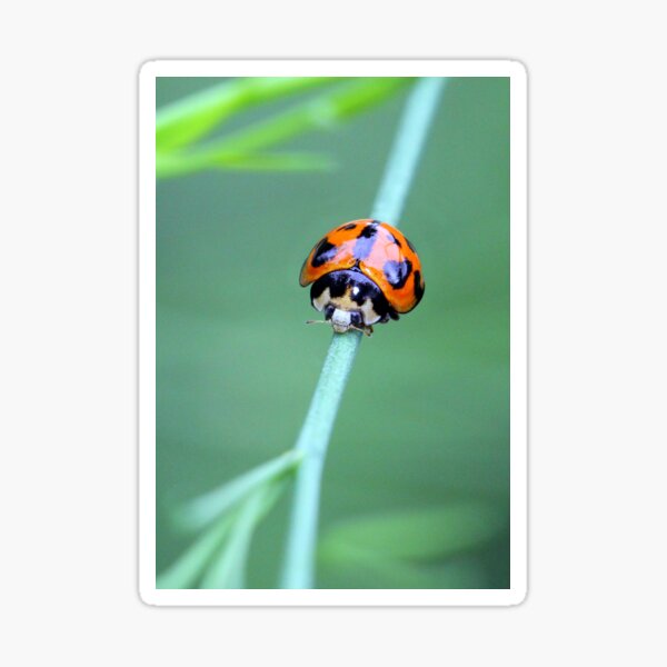 Little Ladybird Beetle Sticker