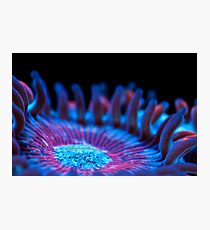 Marine flower Photographic Print