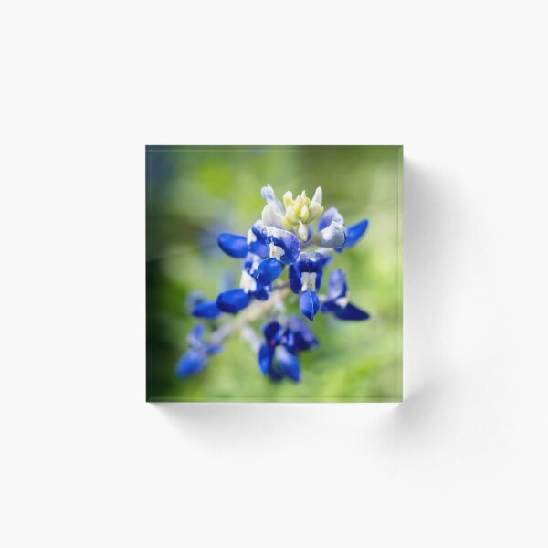 bluebonnet Acrylic Block