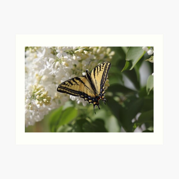 Western Tiger Swallowtail Art Print