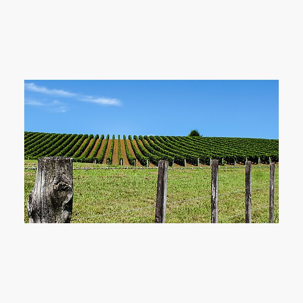 Item preview, rural grapevines designed and sold by Anne Scantlebury.