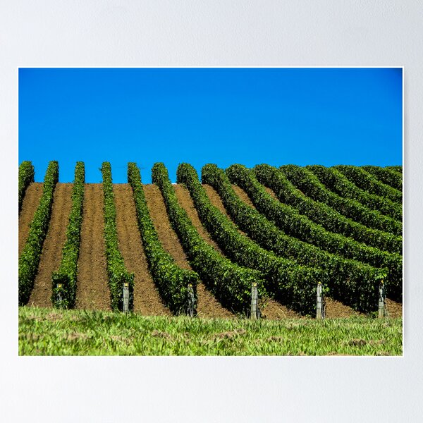 Item preview, grapevines in rows designed and sold by Anne Scantlebury.