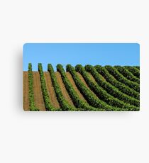 rows of vines Leinwanddruck