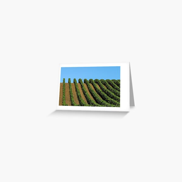 Item preview, rows of vines designed and sold by Anne Scantlebury.