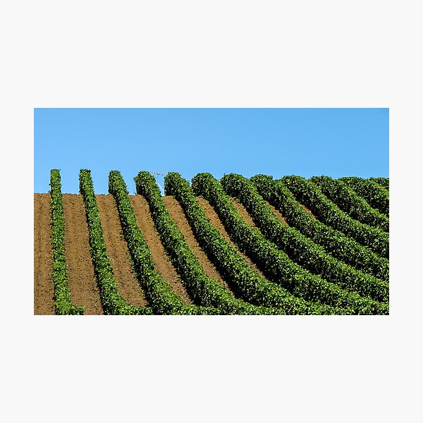 Item preview, rows of vines designed and sold by Anne Scantlebury.