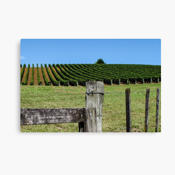 Item preview, fenced grapevines designed and sold by Anne Scantlebury.