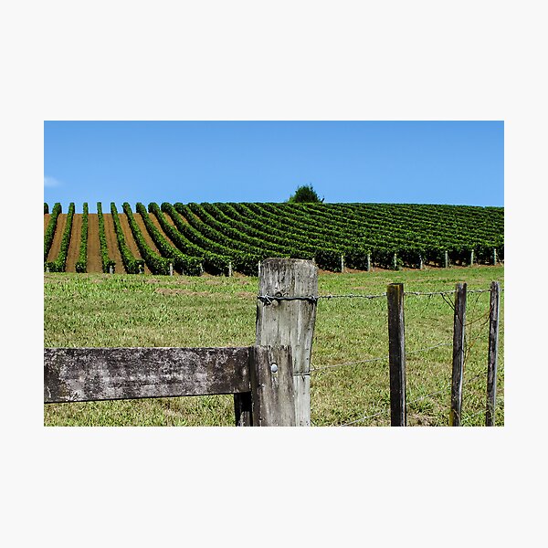 Item preview, fenced grapevines designed and sold by Anne Scantlebury.