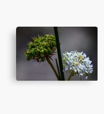 Trachymene incisa Canvas Print