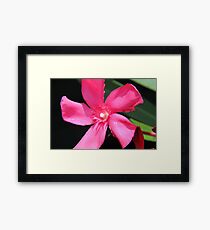 Flower Macro Framed Print