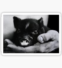 Piglet in Palm Sticker