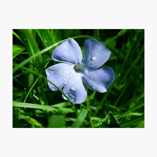 little blue one Photographic Print