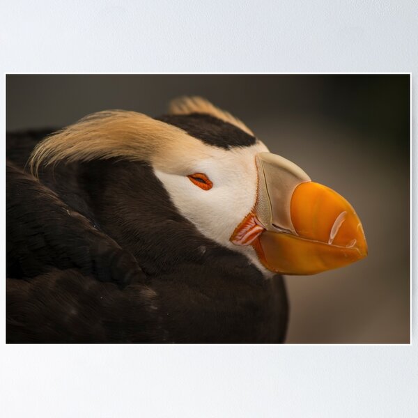 Item preview, Tufted Puffin designed and sold by SusanAdey.