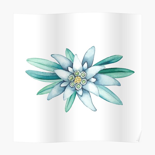 Edelweiss Flowers Posters Redbubble