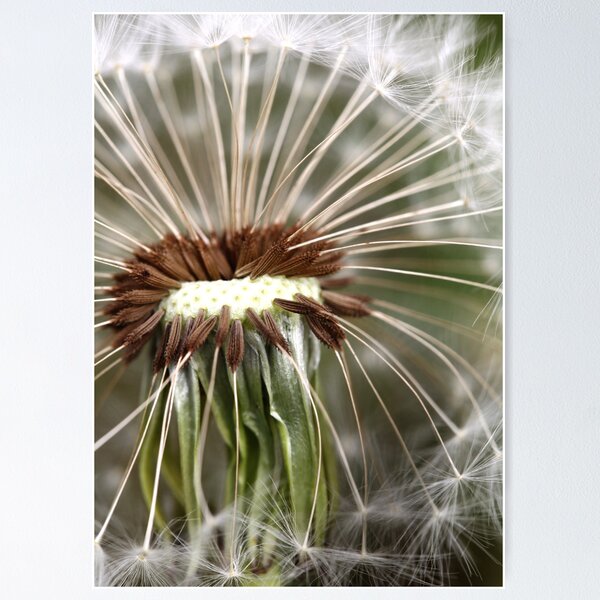 Item preview, Dandelion 3 designed and sold by Falko-Follert.